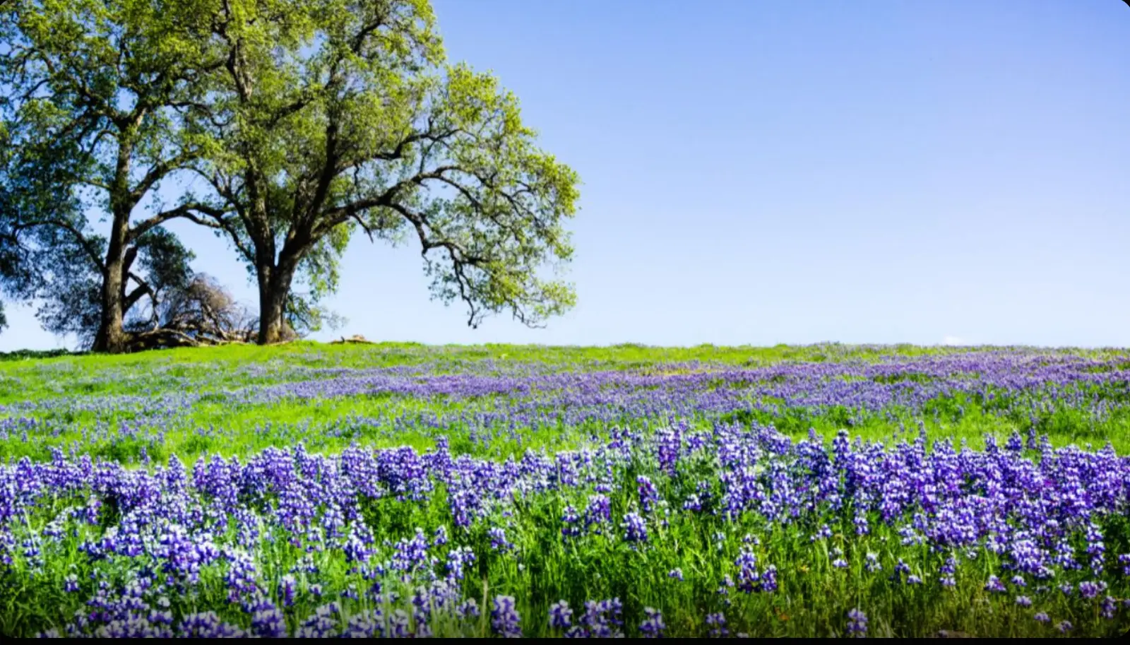 A Different Kind of Resting Place for Redding & Red Bluff Families