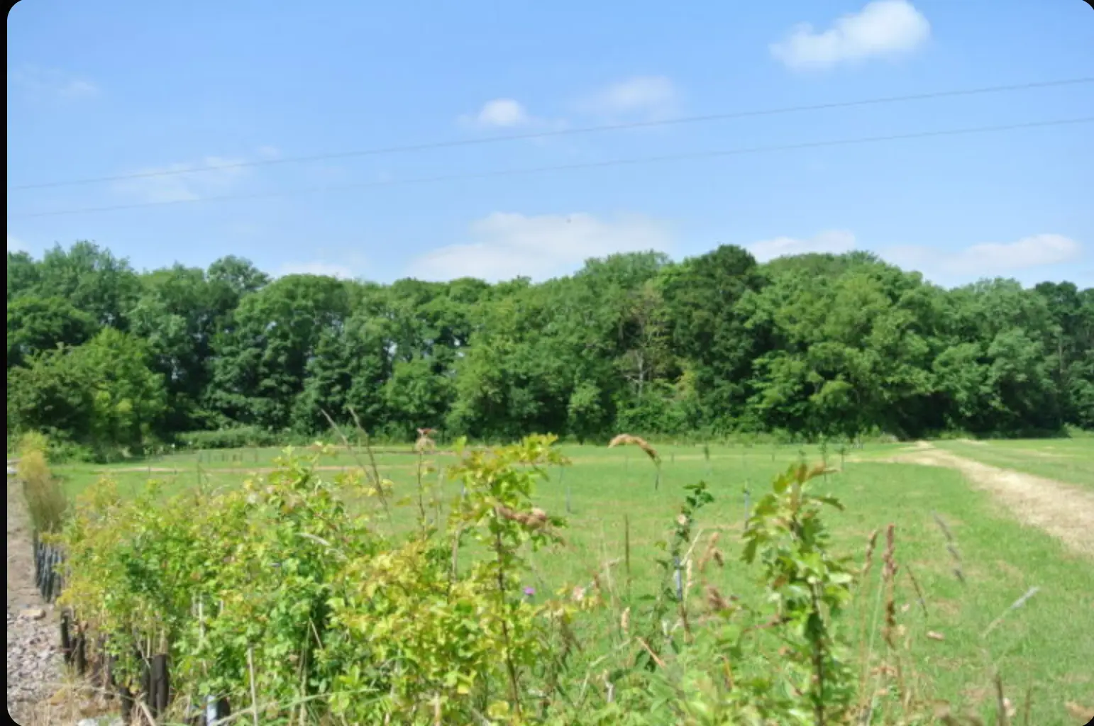 Green Burial: A Gentler Way to Return to the Earth