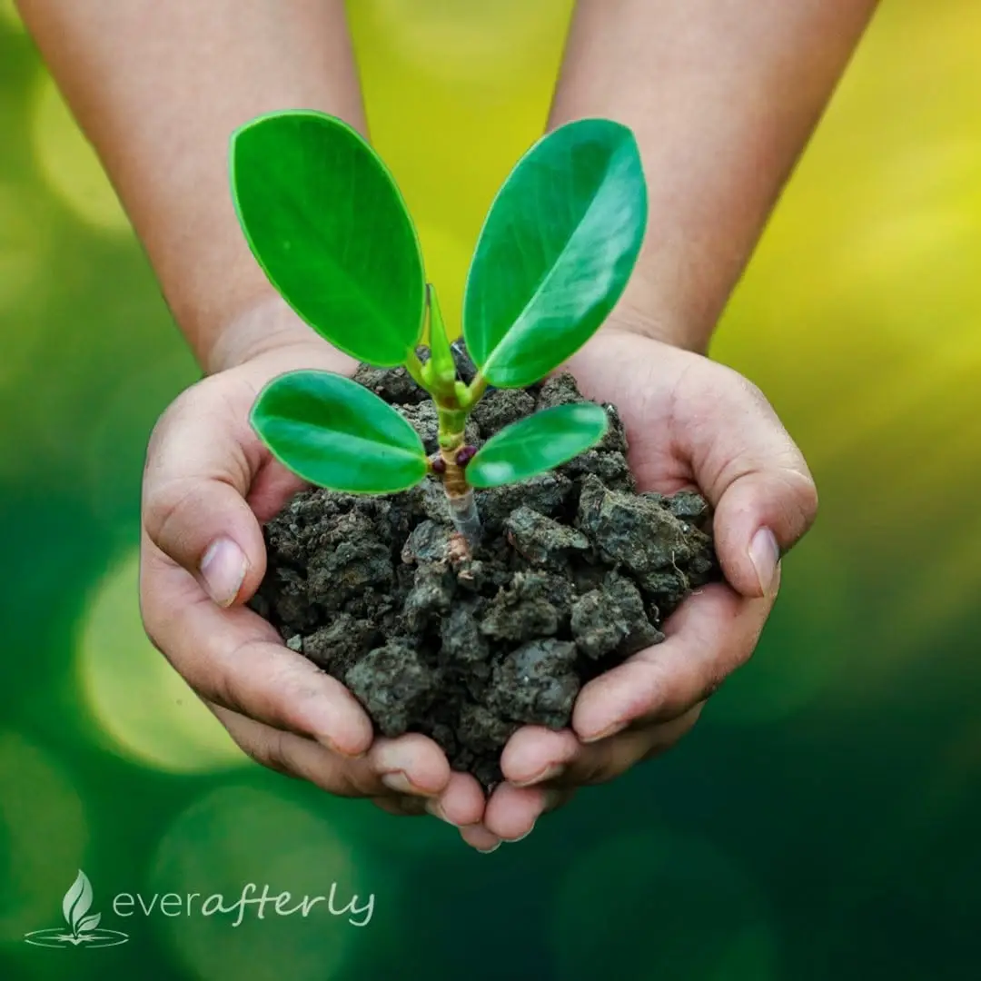 Green Burial in Redding & Red Bluff: A Northern California Family's Guide