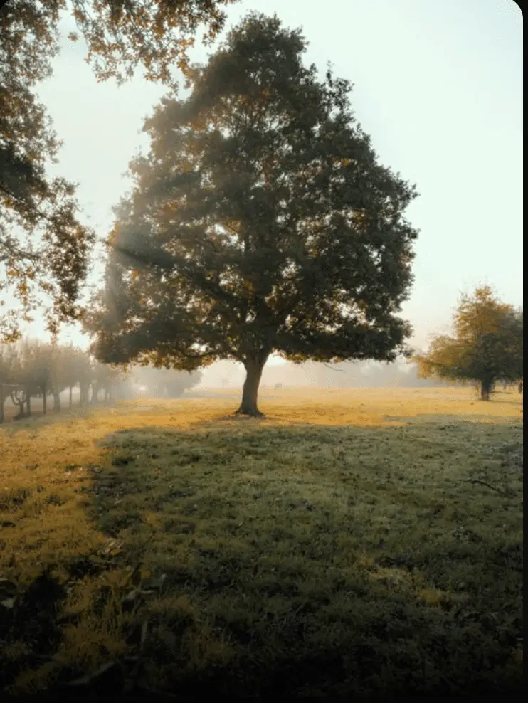 Green Burial in Roseville, Complete Guide to Natural Burial