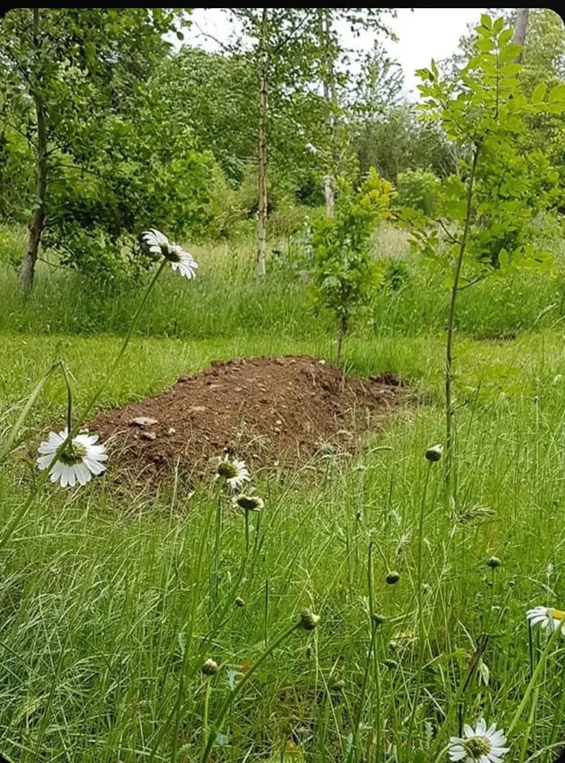 Green Burial vs. Cremation: Which Is Actually Better for the Environment?