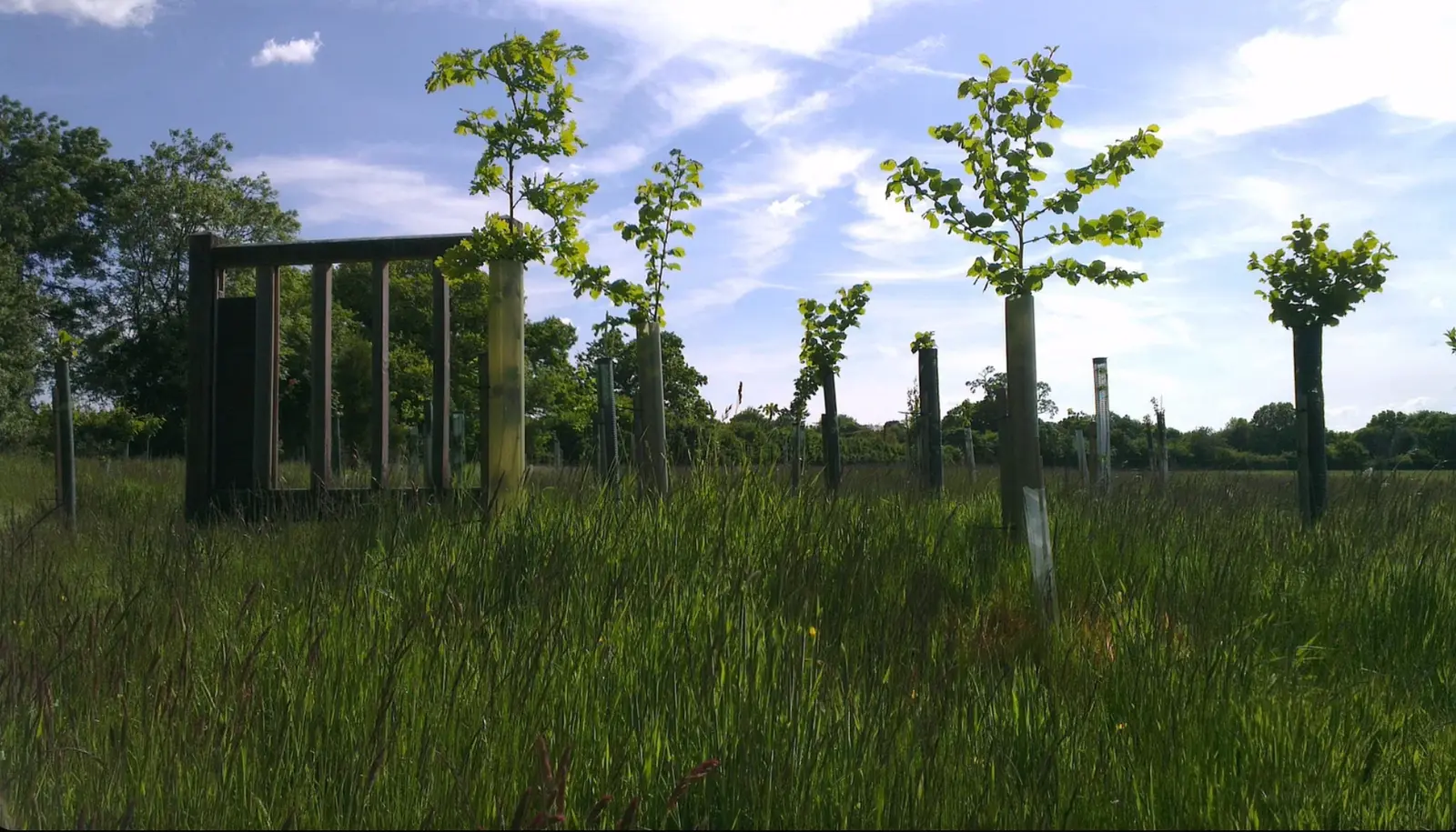 Green Burial vs. Cremation: Which Is Right for You?