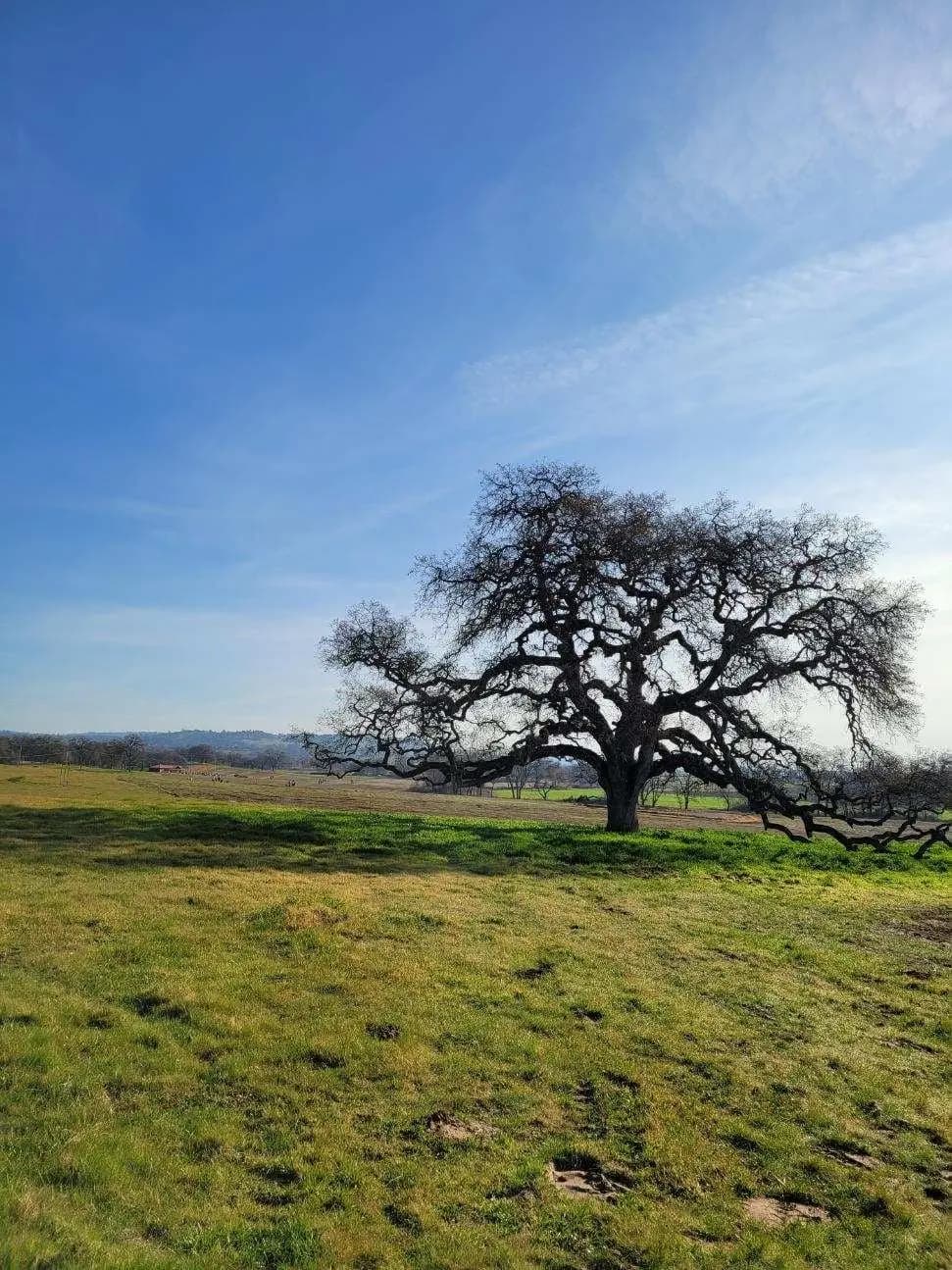 Explore Eco-Friendly Burial Options at Morgan Oaks