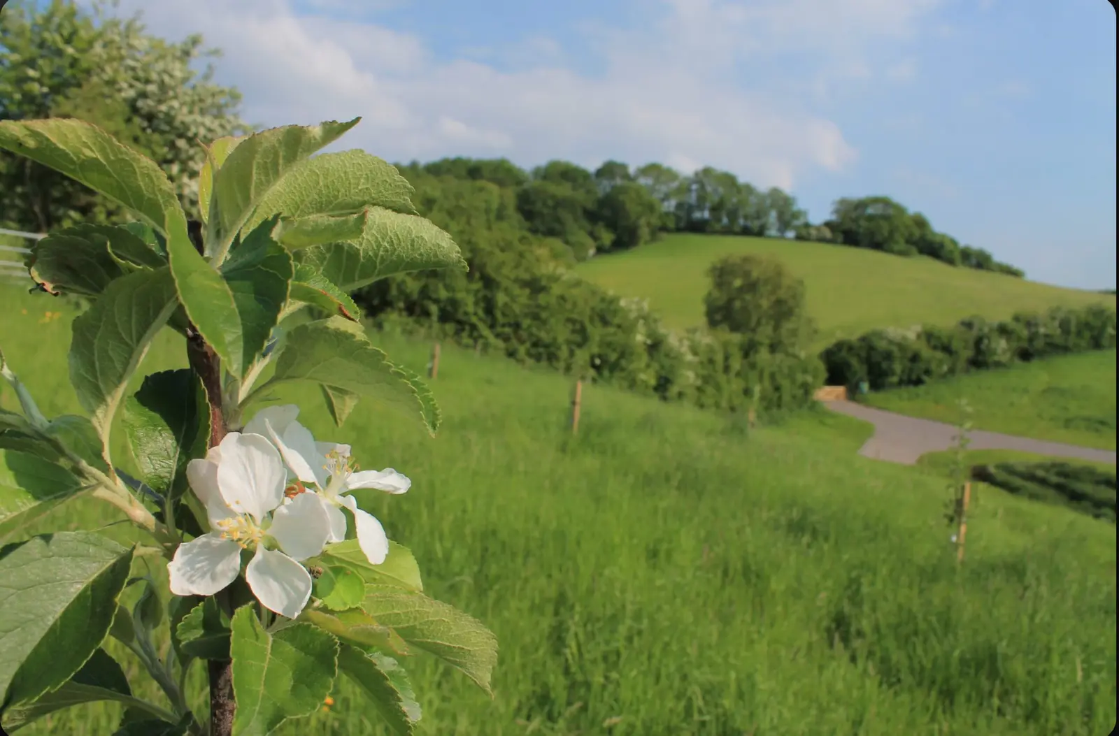 How Much Does Green Burial Cost? A Complete 2026 Breakdown