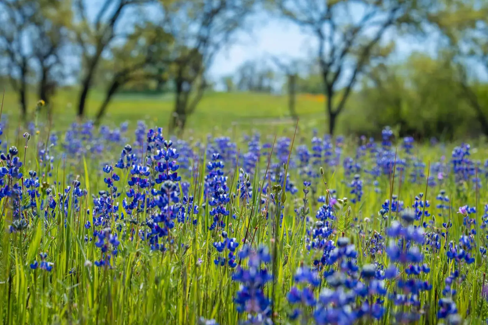 What Green Burial Really Means (and What It Doesn’t)