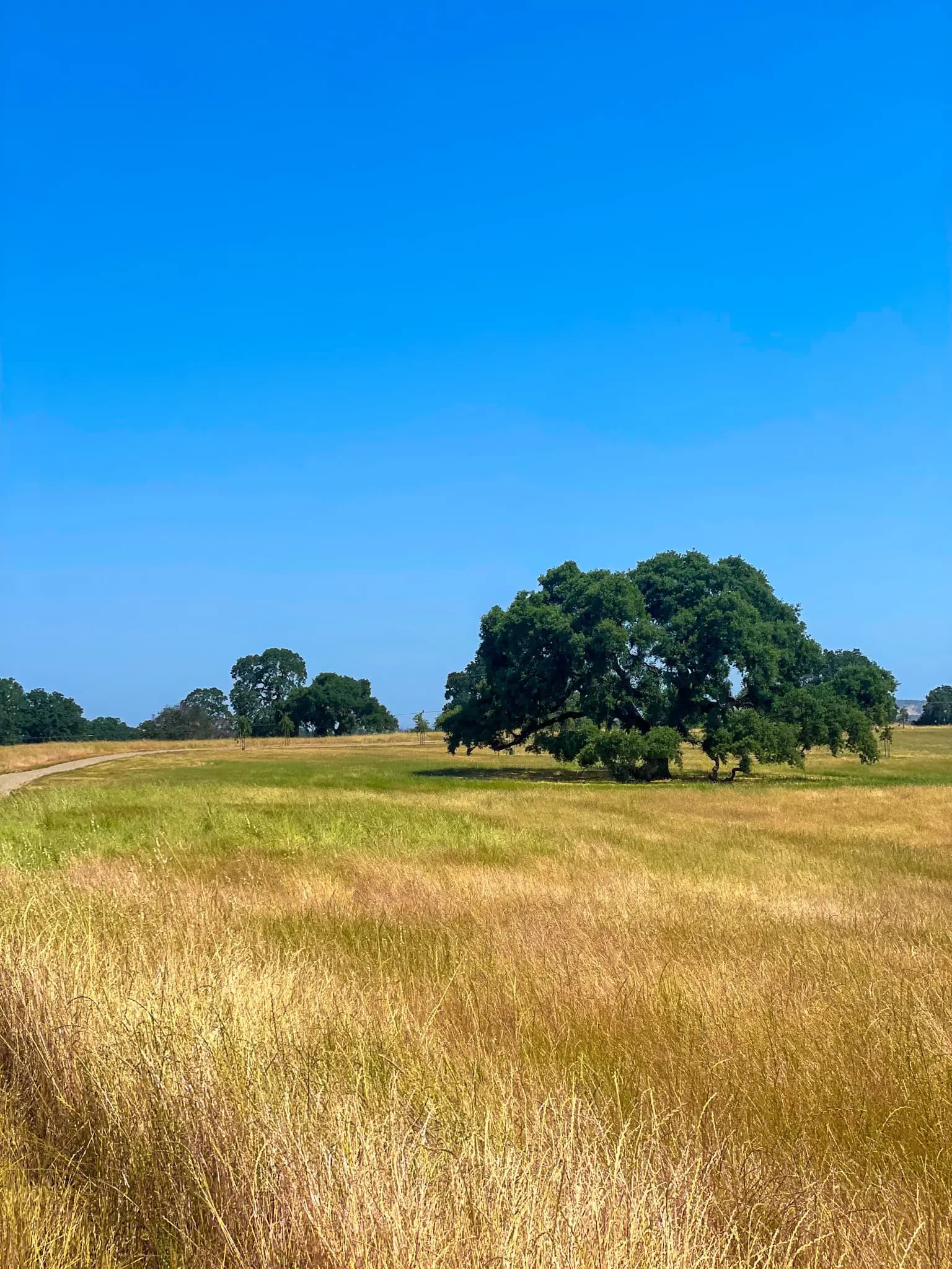 What Is Green Burial? A Simple Guide for Families