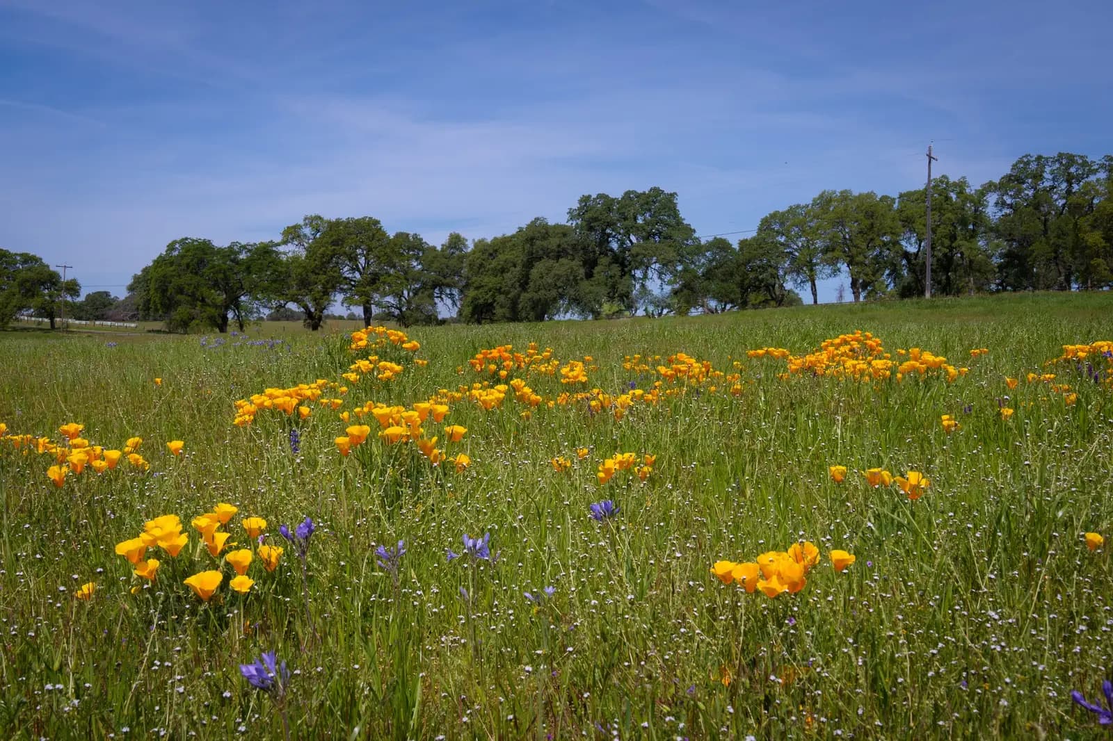 Why More Californians Are Choosing Green Burial Over Cremation