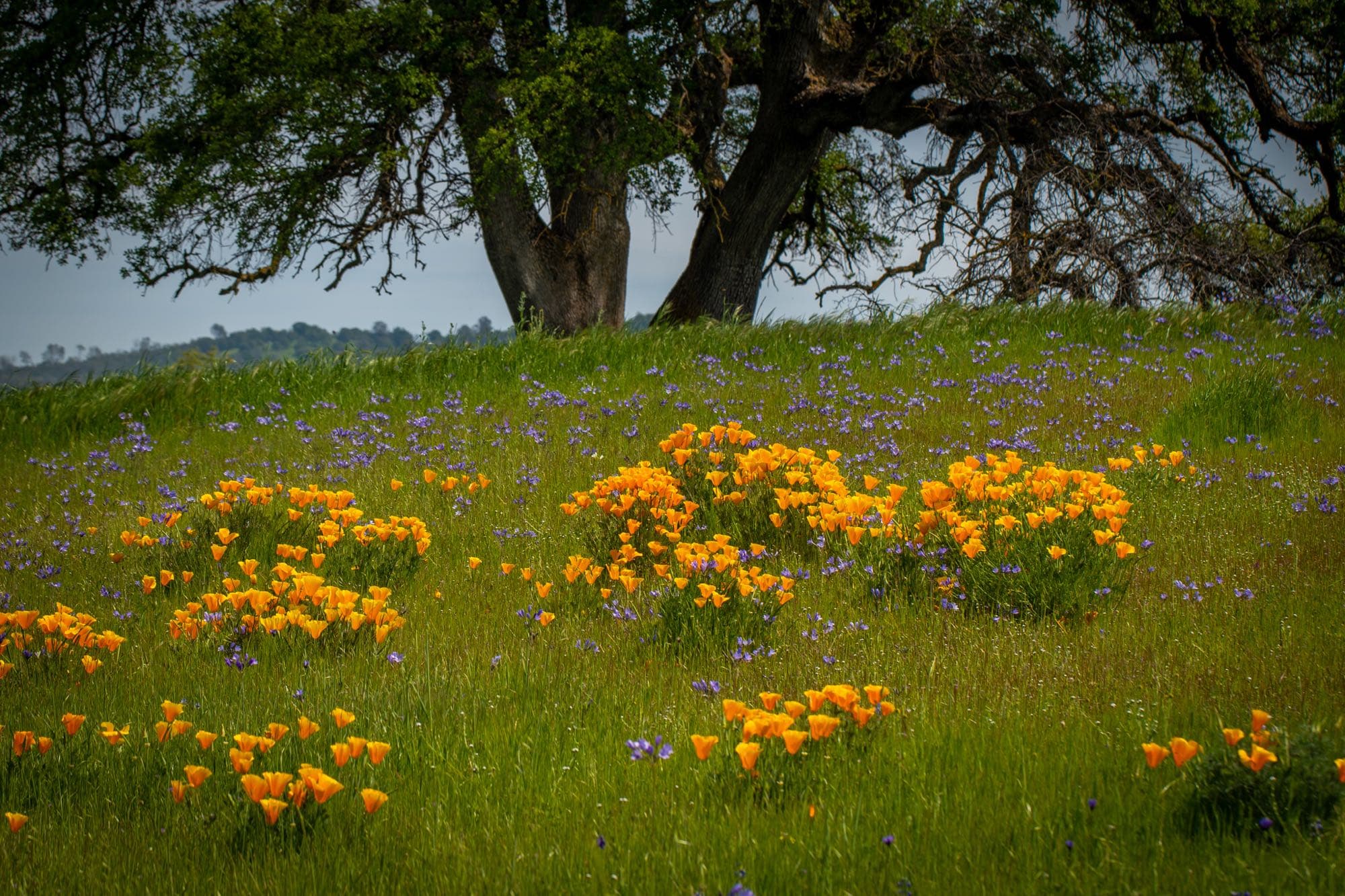 Orange California poppies and blue wildflowers blooming on a hillside beneath a valley oak at Morgan Oaks green burial preserve