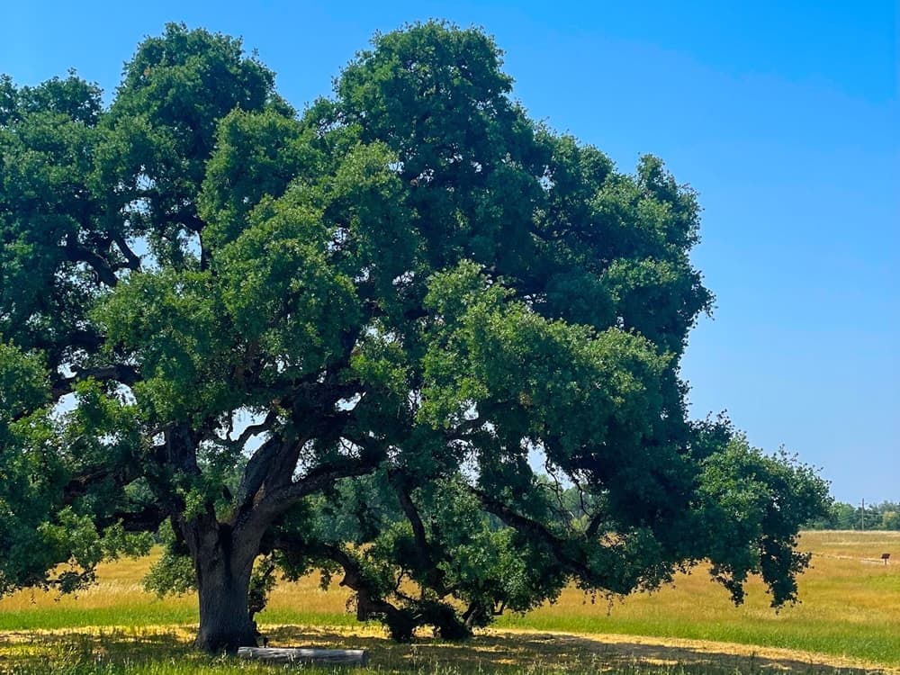 Majestic valley oak in the Bridge to Valhalla veterans green burial garden