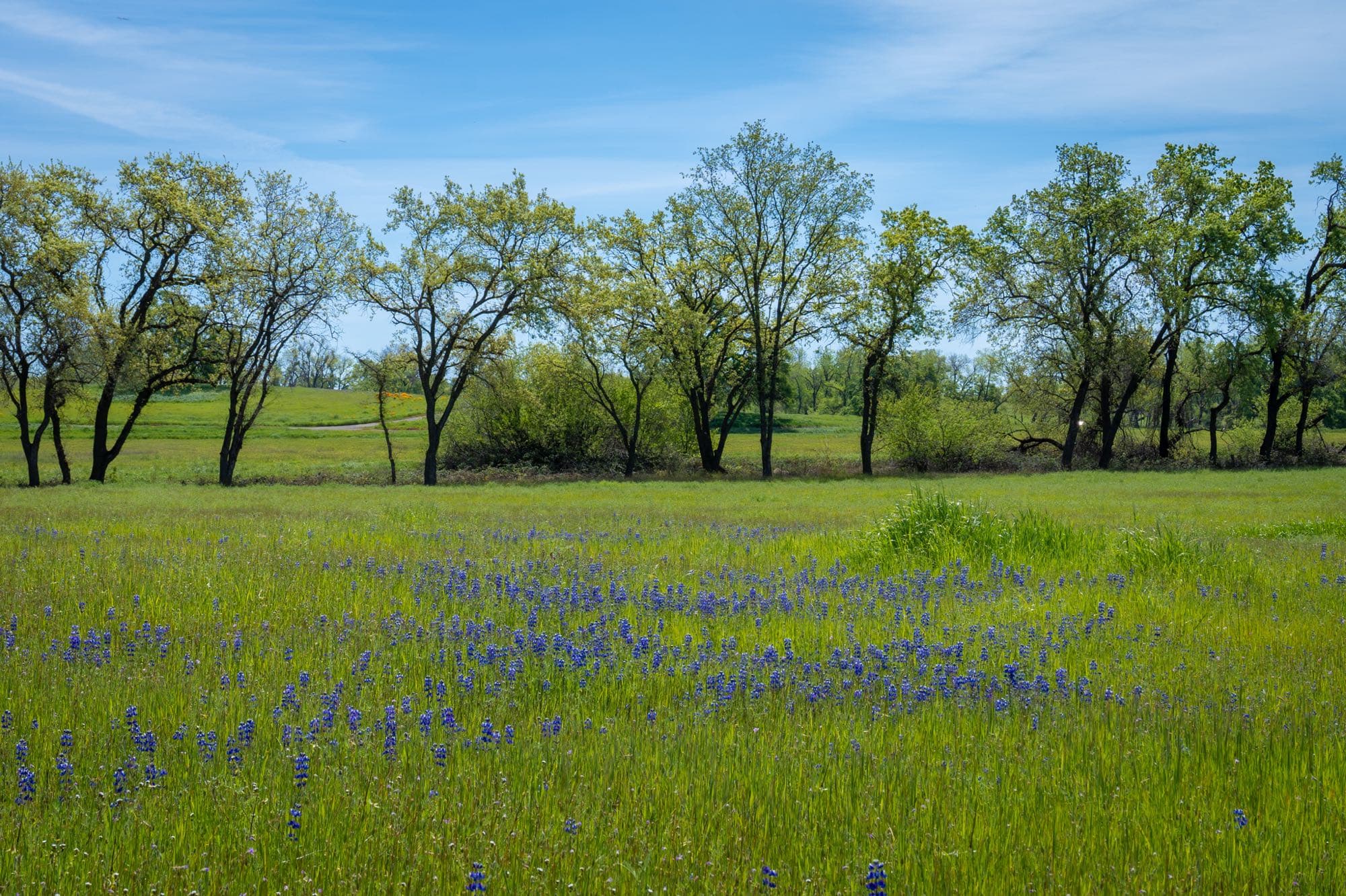 Purple lupine blooming across a meadow lined with oak trees at a natural cemetery in Placer County
