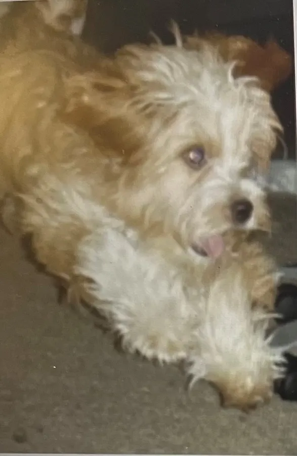 Photo of Toby Jake Good