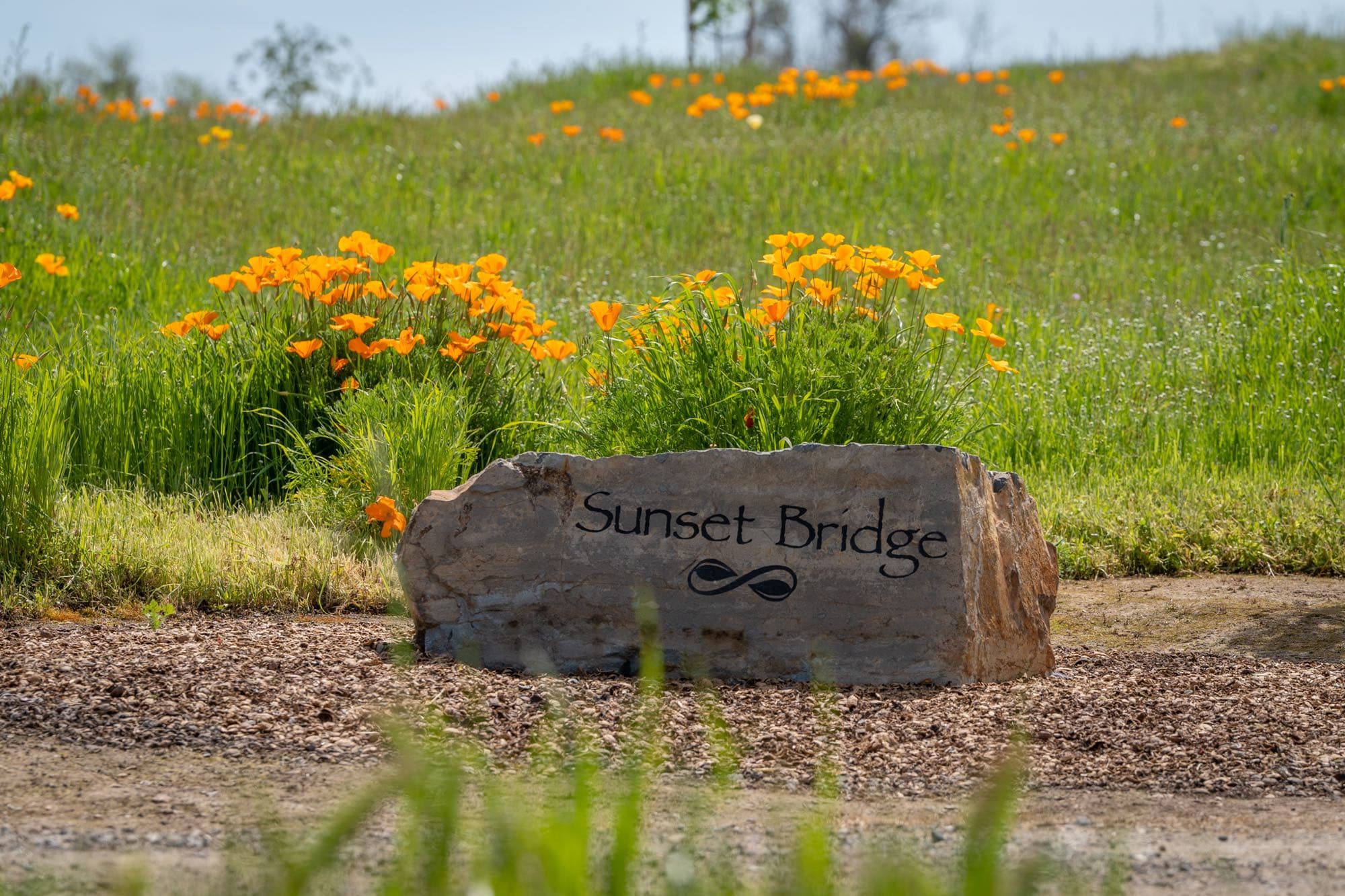 Engraved Sunset Bridge garden boulder surrounded by blooming California poppies