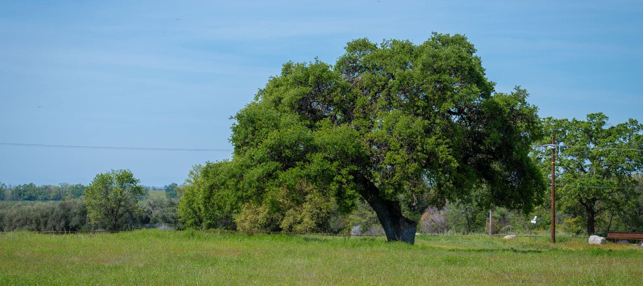 Broad valley oak tree standing in a green spring meadow at a natural burial preserve