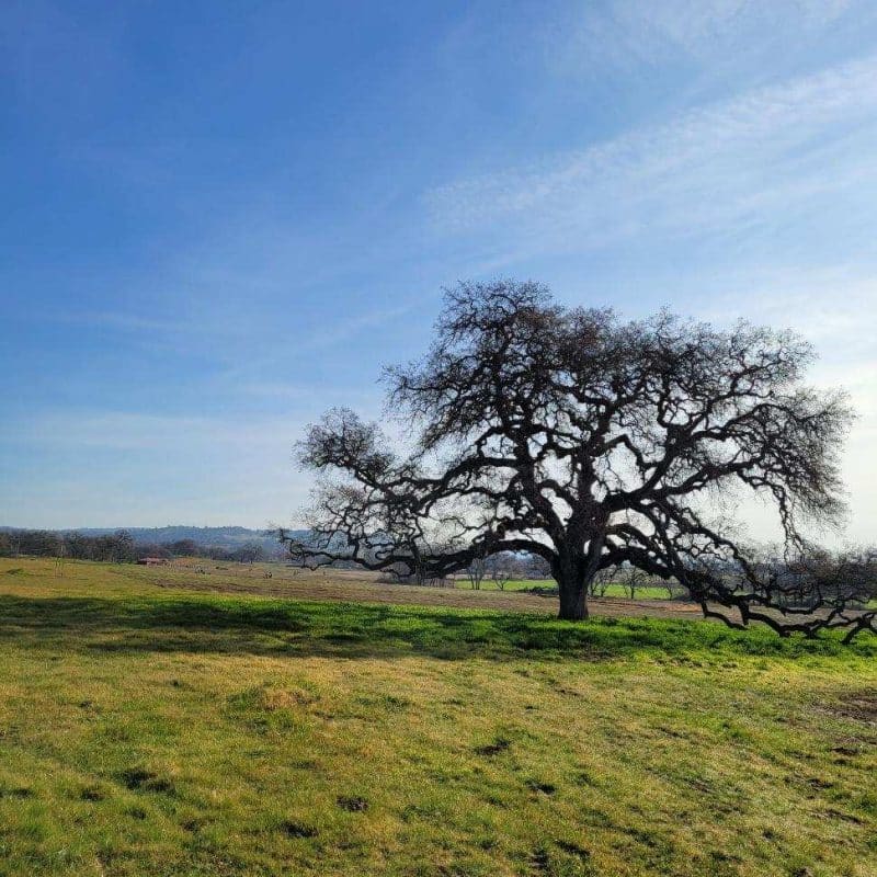 Lush, green landscape at Morgan Oaks