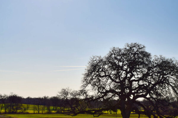 DSC_007-brighter