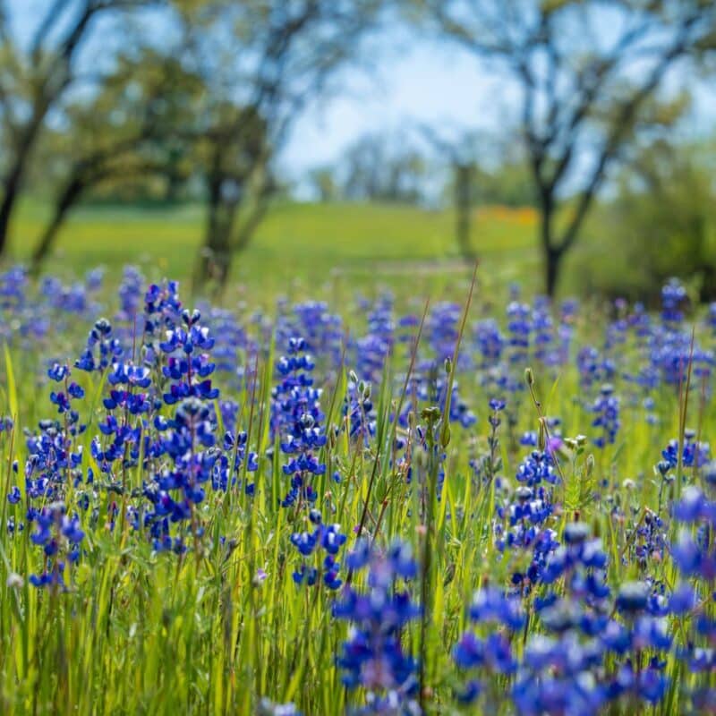 Wildflowers adding color to the greenery