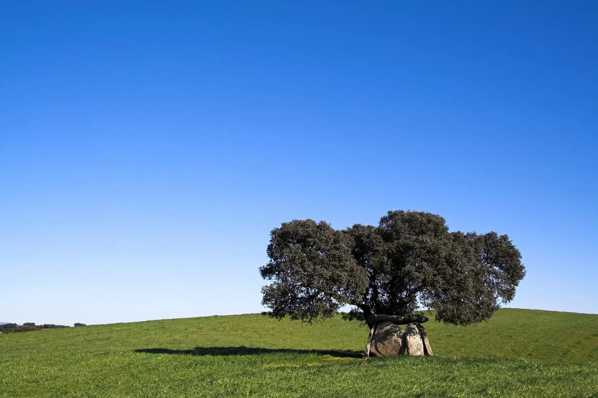 Lone oak tree on hill under clear blue sky for Green Burial Services in Solano County, California