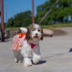 Spotted puppy in colorful outfit on a sunny walk