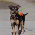 Small dog on leash outdoors looking at camera