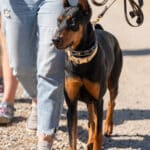 Doberman dog with owner on a sunny walk