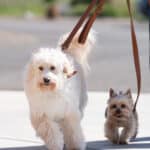 Two fluffy dogs walking on leash with owner