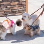 Three dogs on leashes interacting outdoors