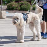Assistance dog on leash walking with handler outdoors