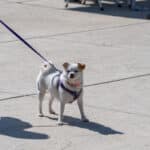 White and tan dog on purple leash outdoors