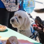 Fluffy white dog and black dog at outdoor event