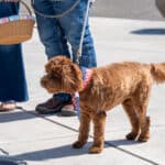 Brown dog on leash with owners outdoors