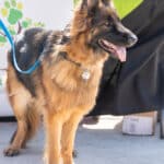German Shepherd dog standing at outdoor event