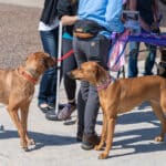 Two leashed dogs greeting at outdoor event