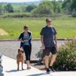 Couple walking dog near blooming bushes on sunny day.