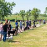 People walking dogs in sunny rural park