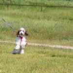 Happy dog jumping on leash in sunny park