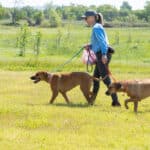 Woman walking two large dogs in sunny meadow