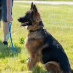 German Shepherd on leash in sunny park with owner