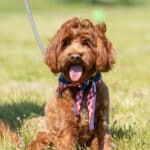 Red poodle on leash with festive bandana in park