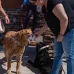 Two dogs playing with toy outside with owners