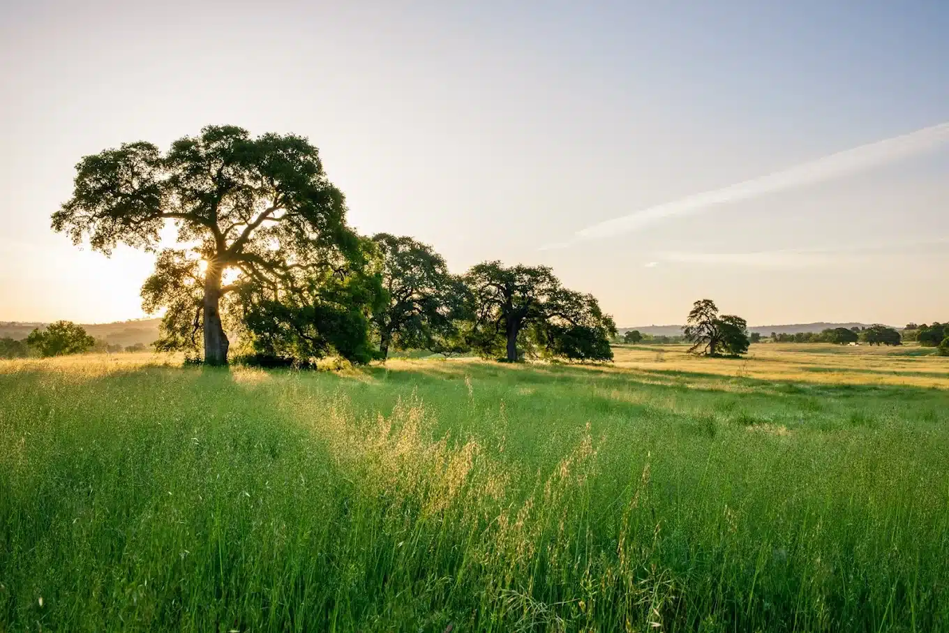Sunrise shining through trees in lush green meadow