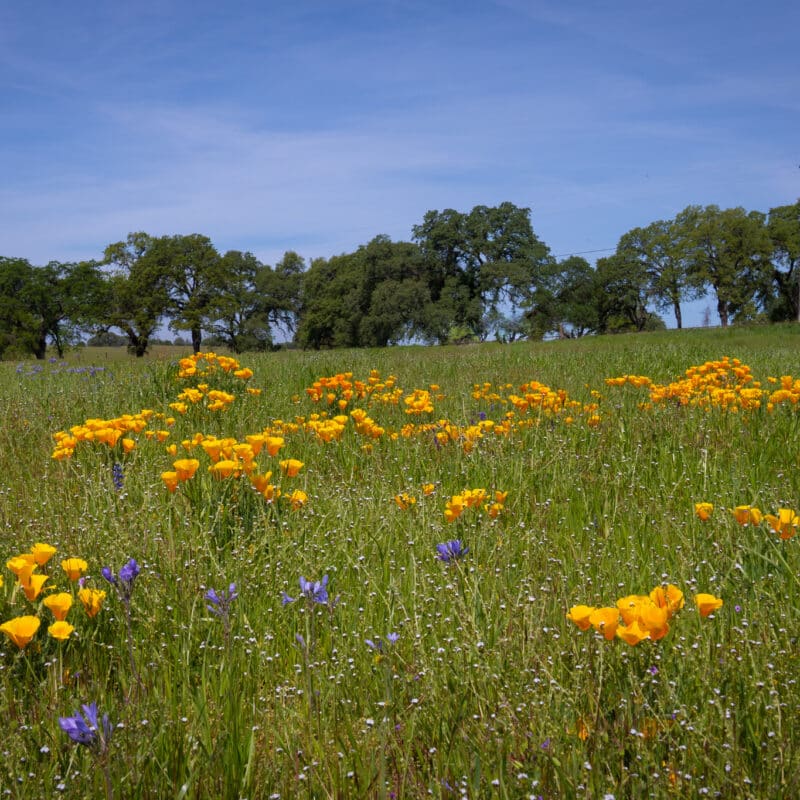 Lush meadow with orange and blue wildflowers
