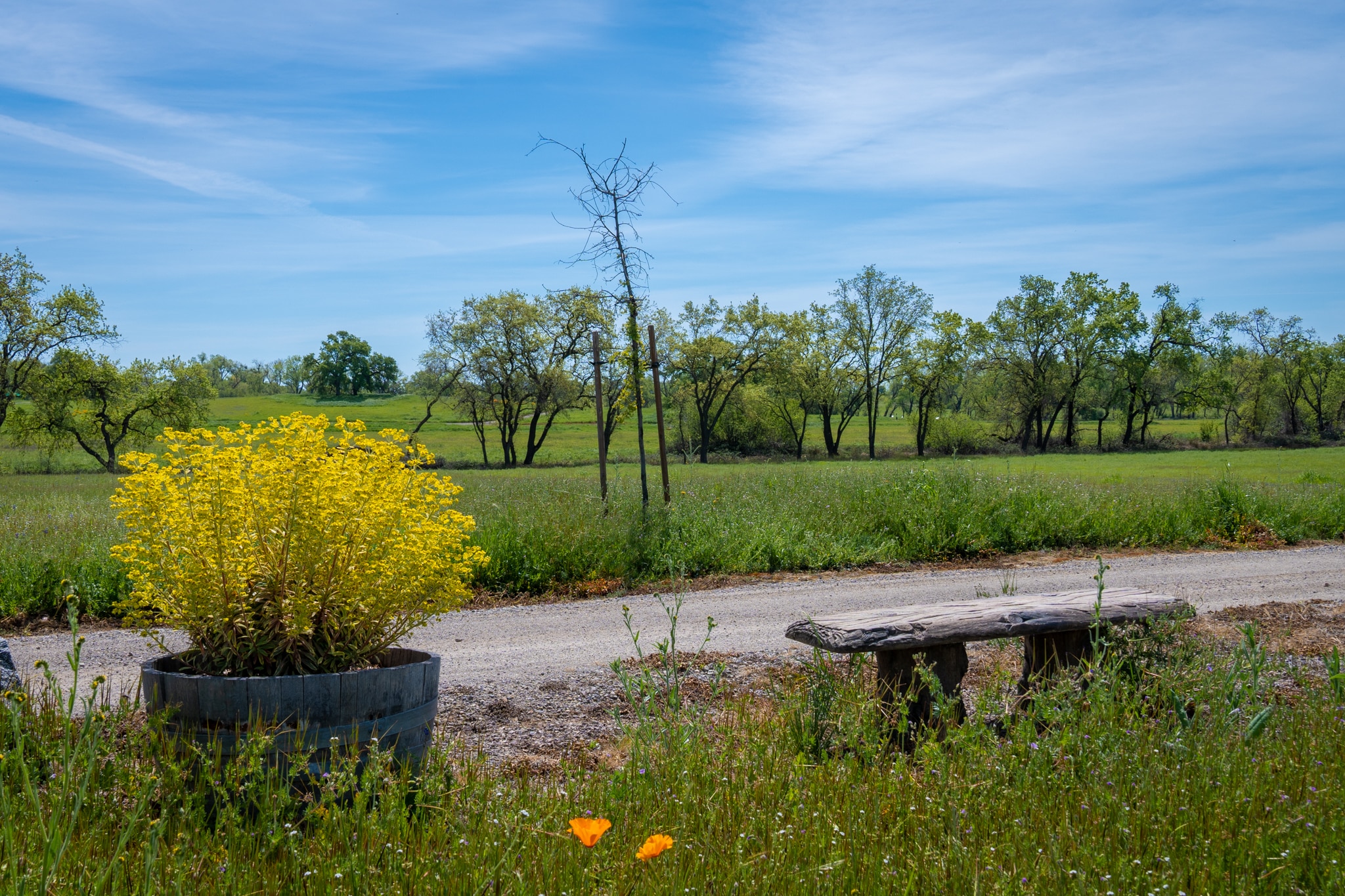 Rural landscape with blooming flowers and rustic bench