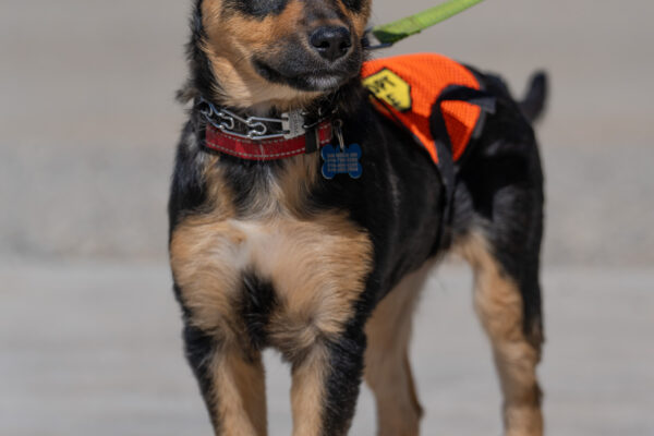 _A745140 Alert small black and tan dog on leash outdoors