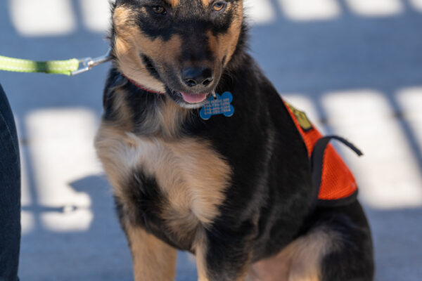 _A745144 German Shepherd mix puppy on leash outdoors