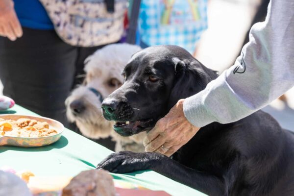 Black dog being fed by a person at an outdoor event