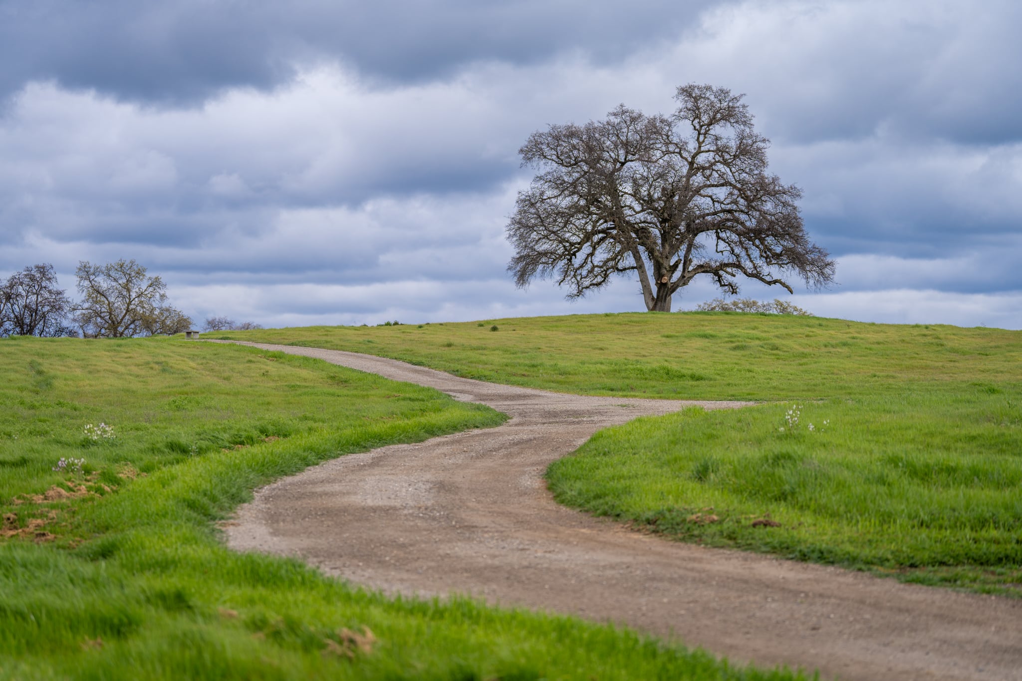 Forked dirt path leading to lone tree on hill