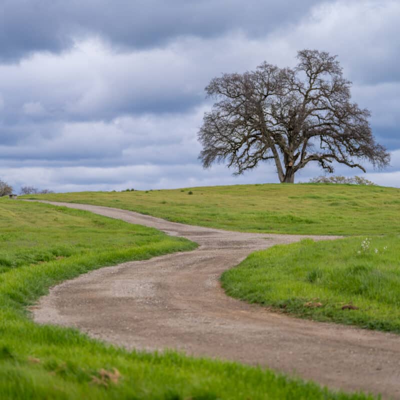 Forked path leading to solitary tree on green hill