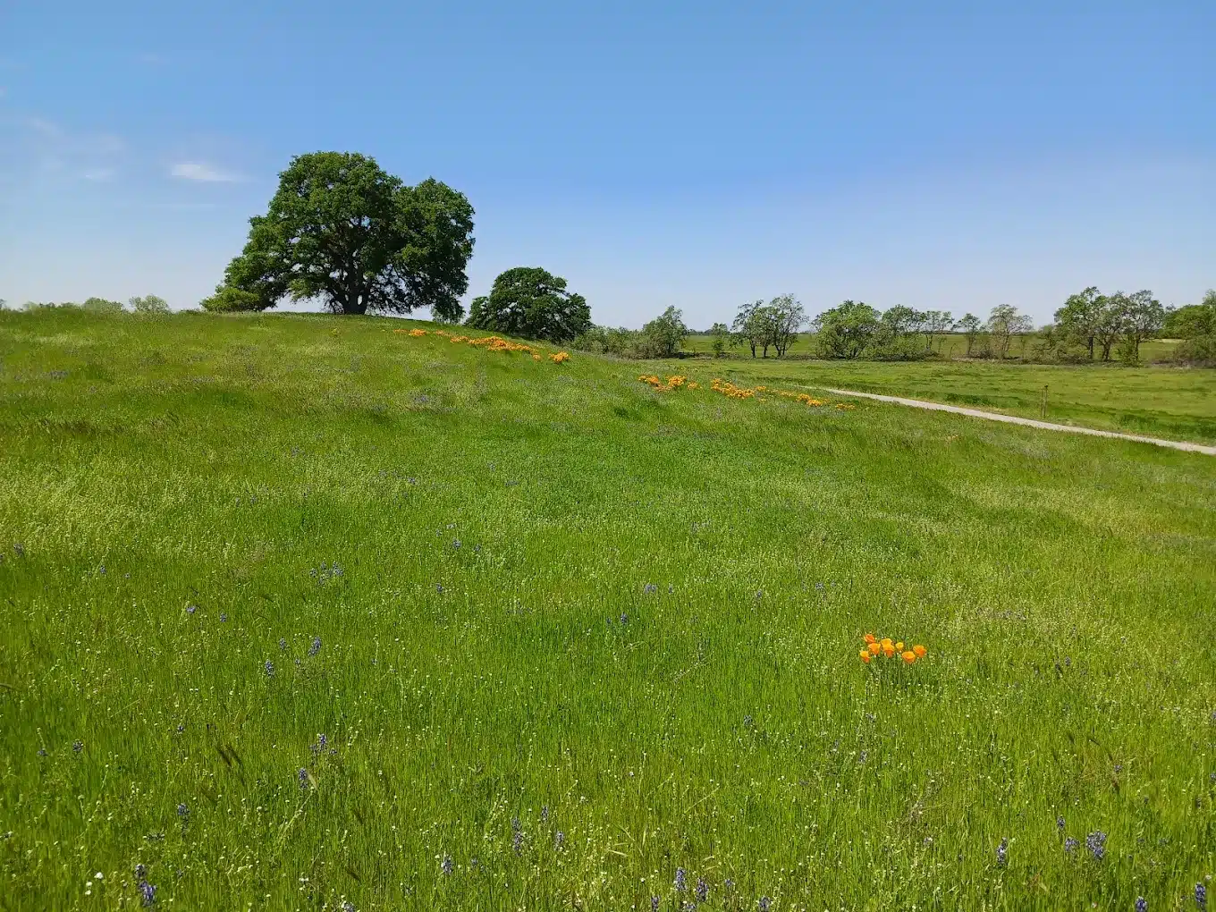 Lush meadow with blooming flowers and solitary tree