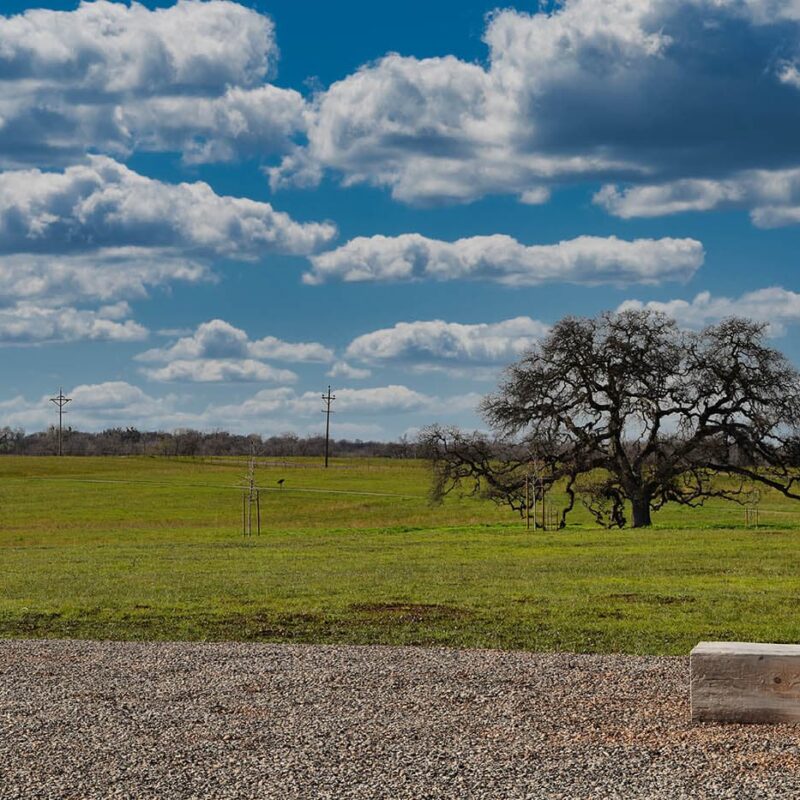 Vast green field with leafless tree and cloudy sky
