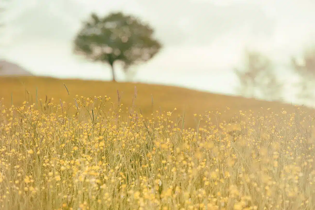 Lone tree in a blooming yellow wildflower field